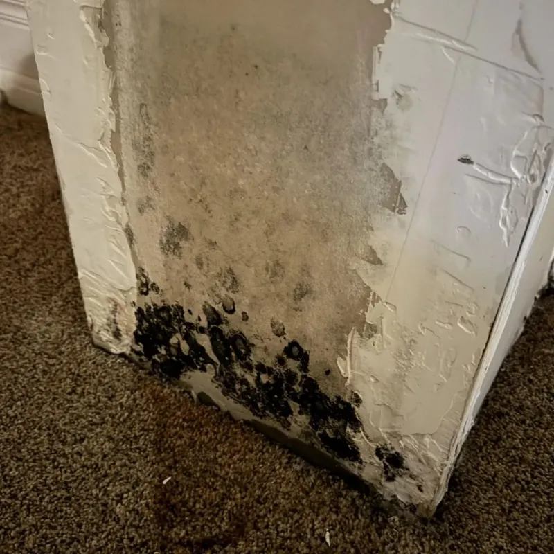 Professional Mold Removal in Stephenville, TX